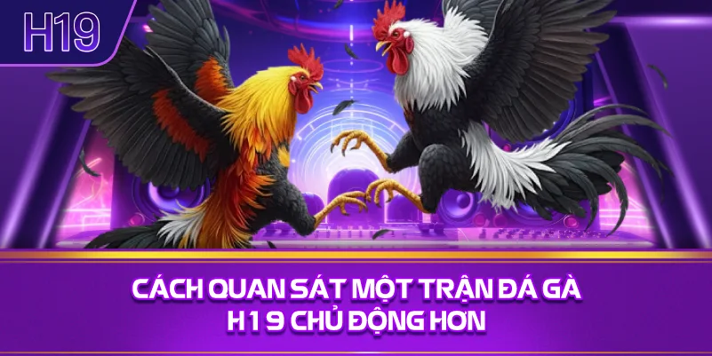 Cách Quan Sát Một Trận Đá Gà H19 Chủ Động Hơn